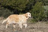 GOLDEN RETRIEVER 587
